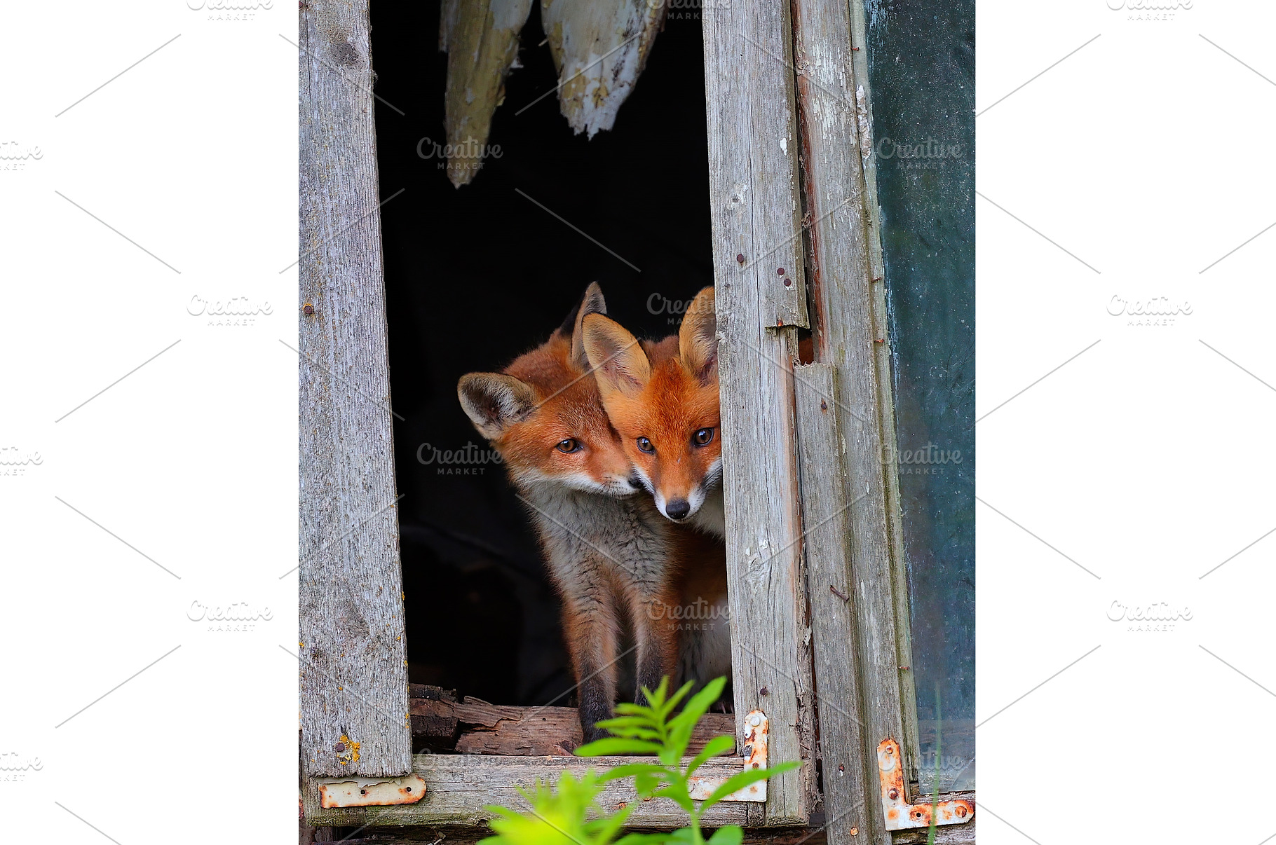 Curious little cubs of red fox -, an Animal Photo by Lukas Jonaitis SHOP