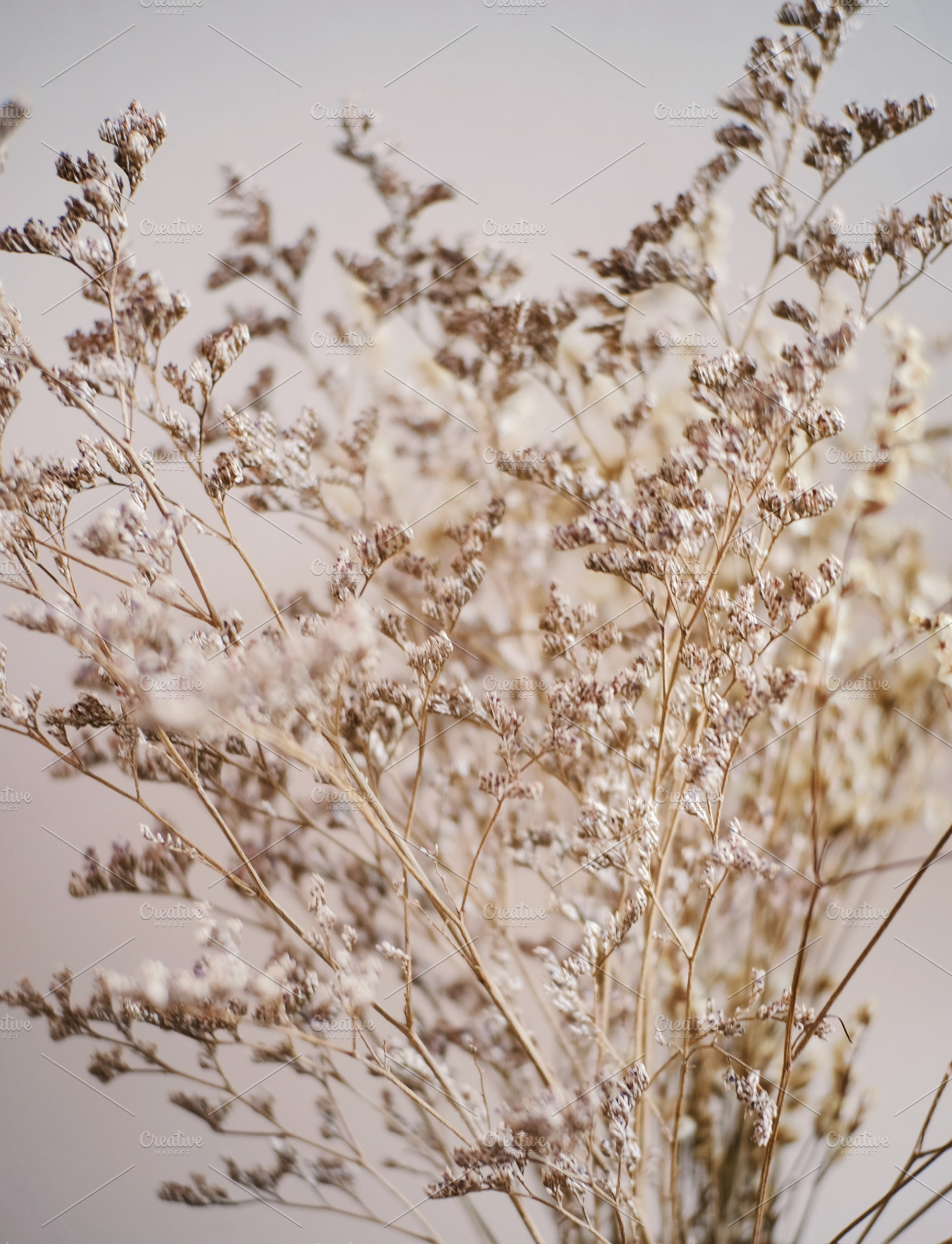 Beautiful dried flower for decorated, a Nature Photo by PEMIKA