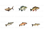 Freshwater Fishing Clipart, Bass PNG, an Animal Illustration by BrushstrokeArtGB (Thumbnail 6 of 9)
