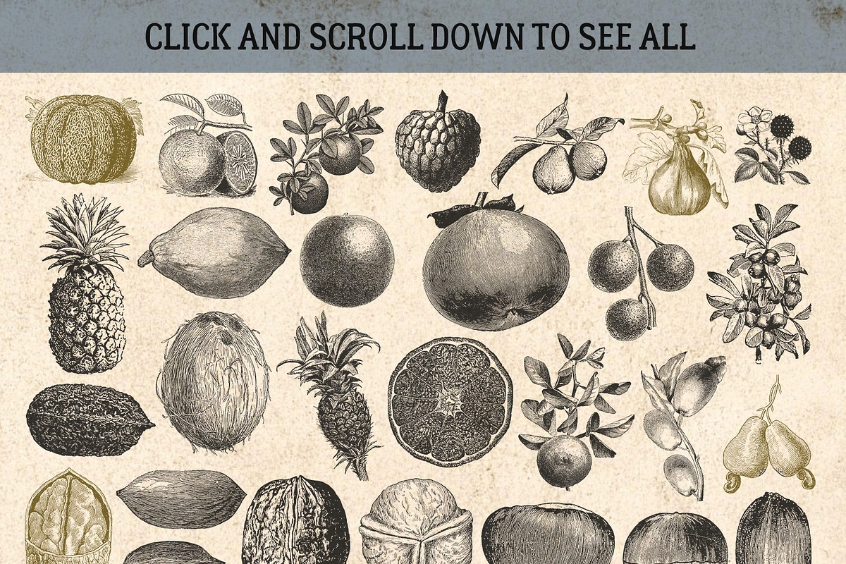 87% OFF Vintage Bundle - Free Update, an Animal Illustration by Brigantine Designs (Photo 16 of 21)