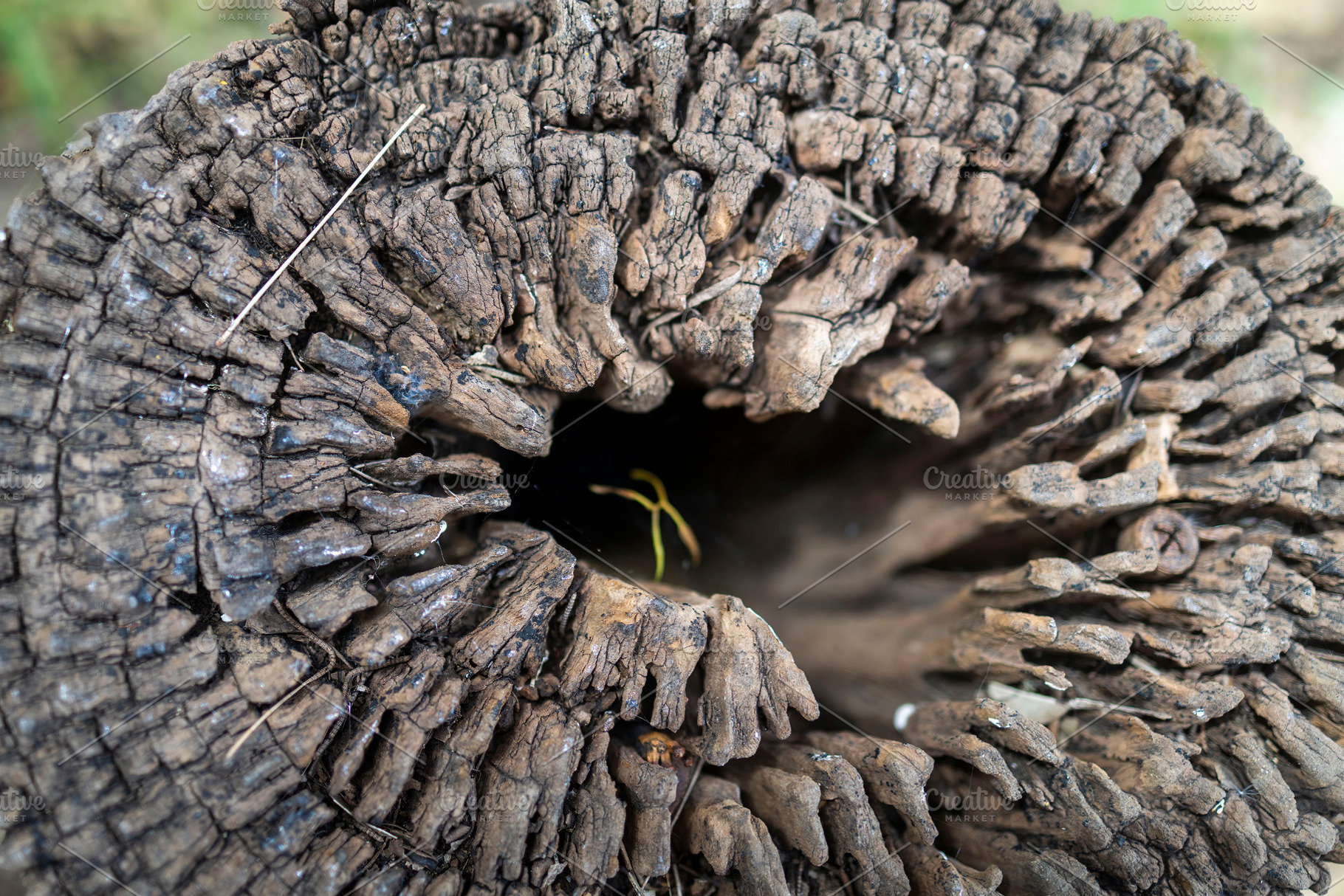 A close up shot of a weathered tree, an Abstract Photo by Imaginarium