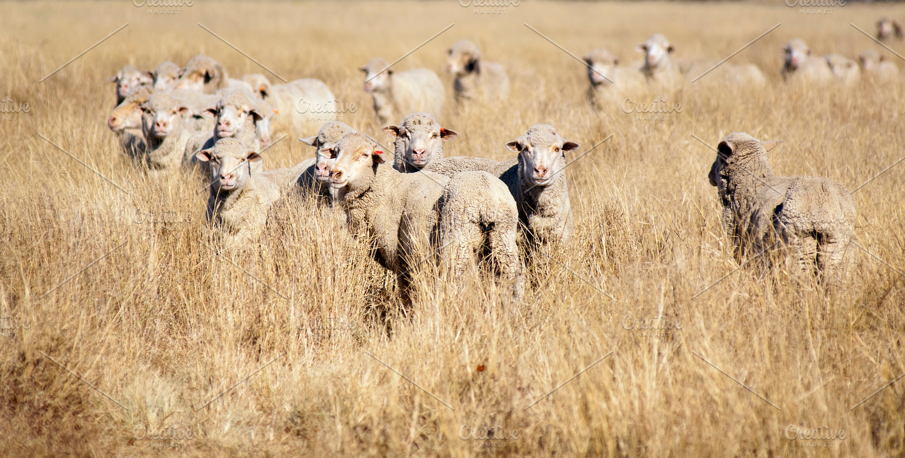 Smiling Sheep, an Animal Photo by THP Creative