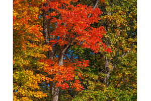 Autumn forest with vibrant red and, a Nature Photo by Lukas Jonaitis SHOP