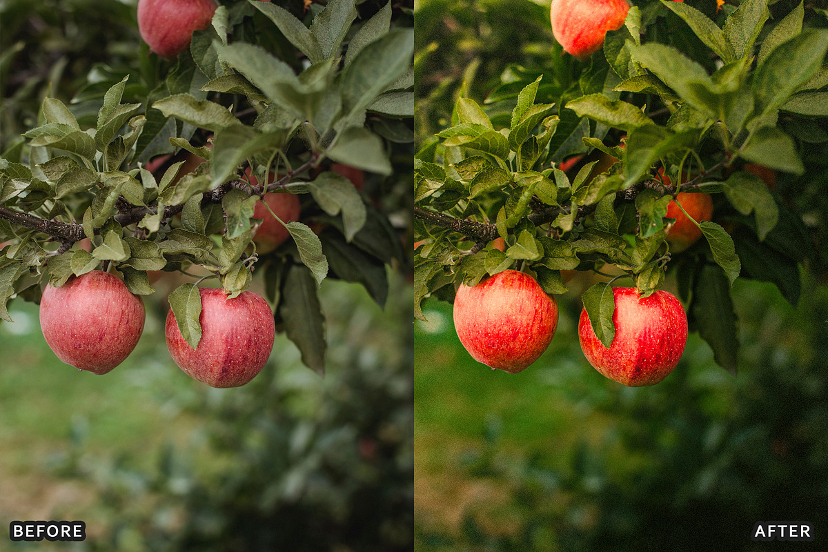 Golden Apple Orchard Presets, a Preset Add-On by AAA Presets (Photo 8 of 14)