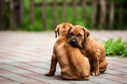 Two cute Rhodesian Ridgeback puppies