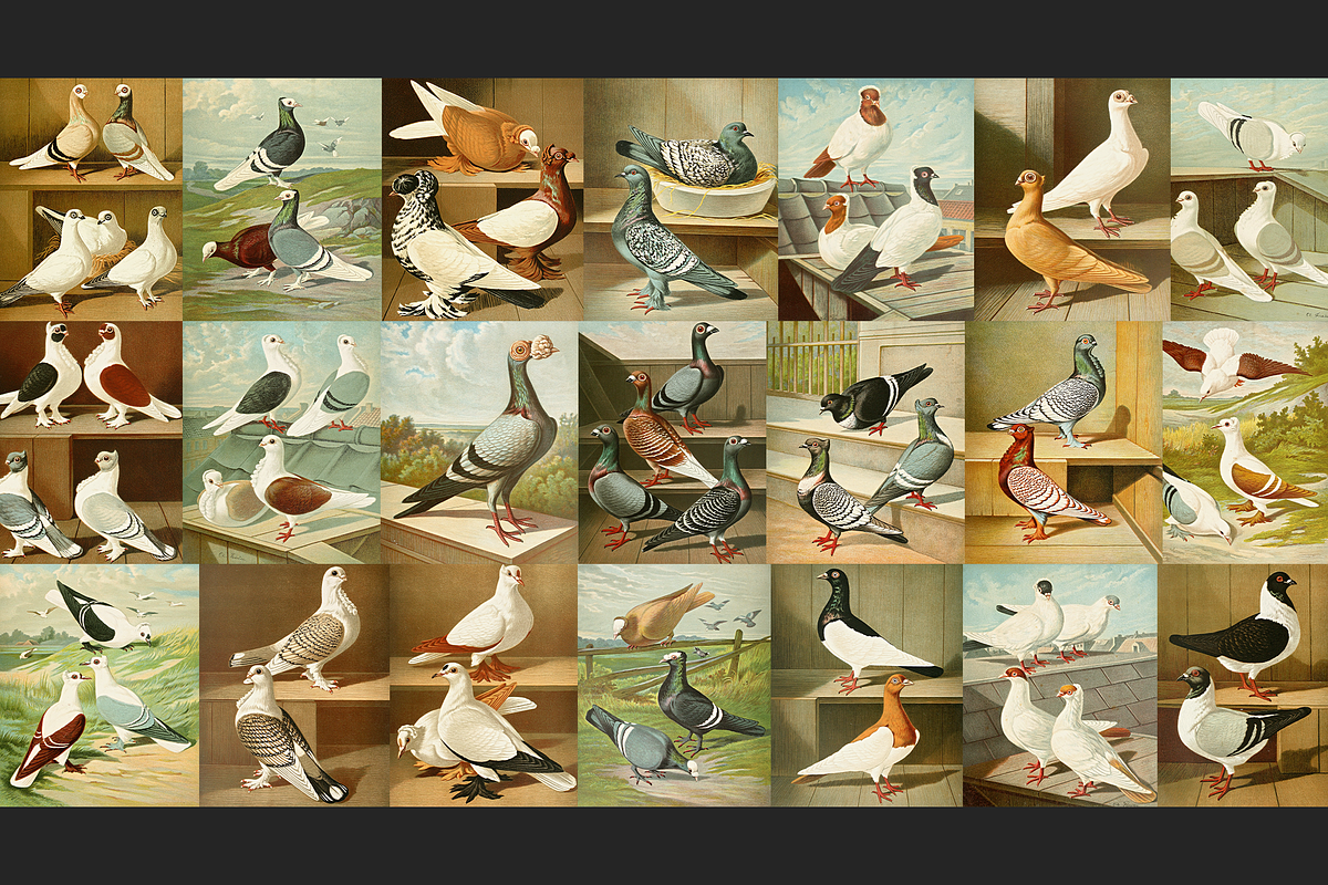 Illustrirtes Mustertauben-Buch, an Animal Illustration by Digital Museum (Photo 3 of 9)