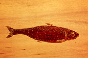Fish, an Animal Illustration by CGterminal (Thumbnail 7 of 7)