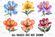 Alstroemeria Flower Watercolor PNG, an Illustration by Craft Nest (Thumbnail 5 of 6)