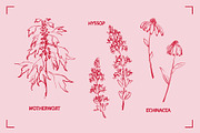 HERBAL TEA (30+ ILLUSTRATIONS), a Food Illustration by Bonfloret Studio (Thumbnail 7 of 10)
