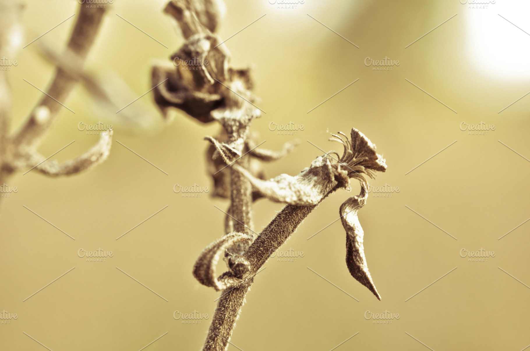 Dry Flower Containing Fossil Flower And Dead