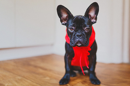 French bulldog stock photograph