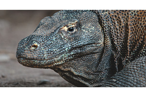 Komodo dragon resting showing its, an Animal Photo by Goinyk