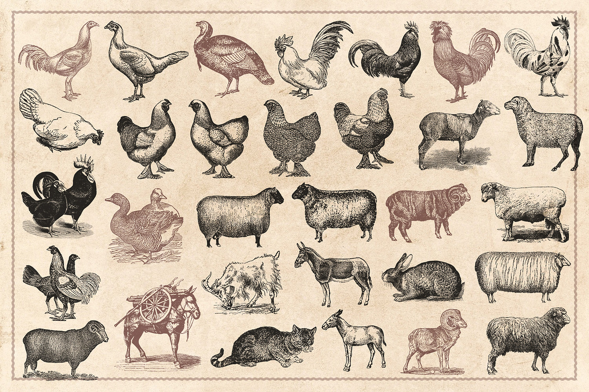 100 Vintage Farm Animals (Vector), an Animal Illustration by Brigantine Designs (Photo 6 of 7)