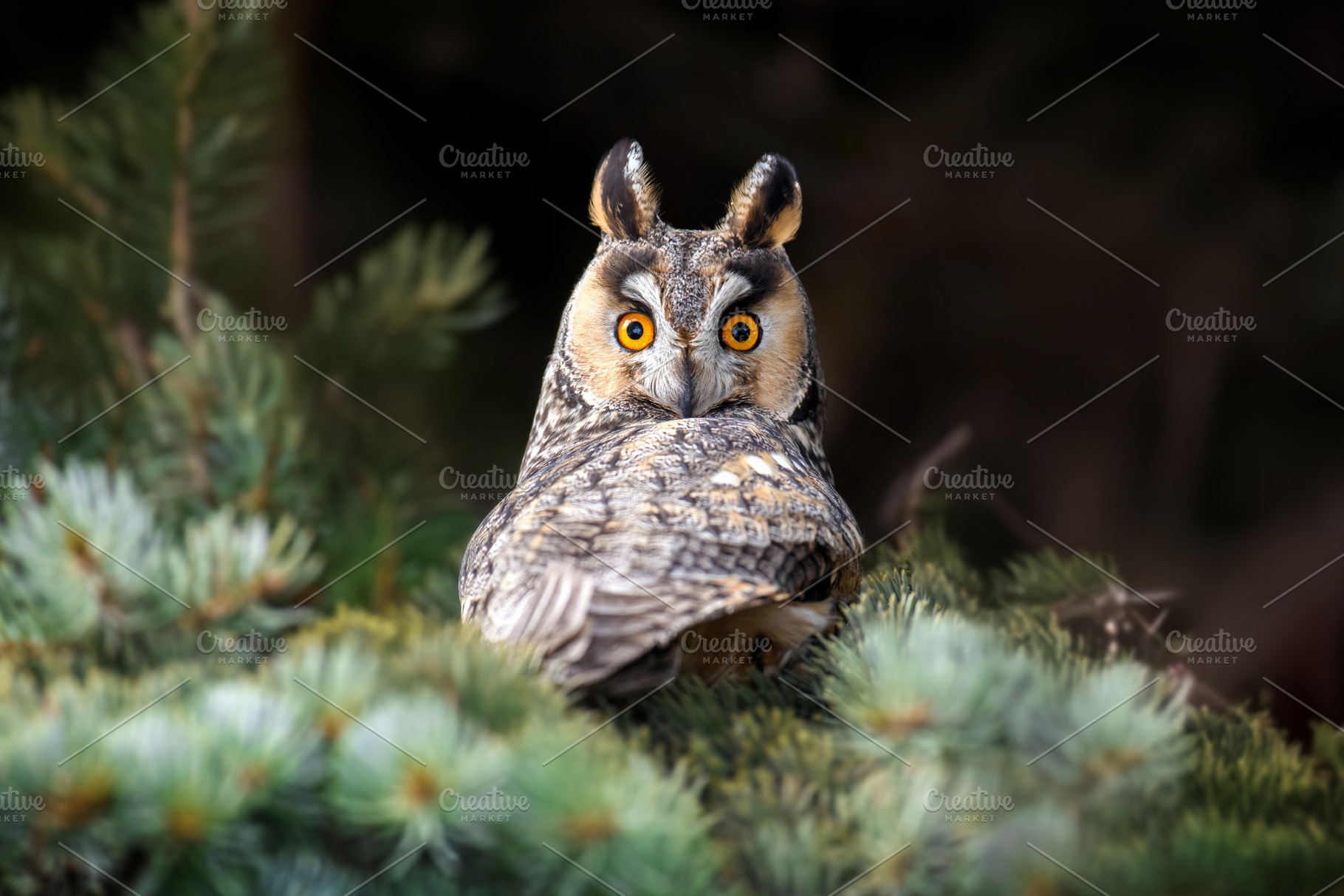 Close young owl sit in a tree and looking on the the camera, an Animal Photo by Byrdyak