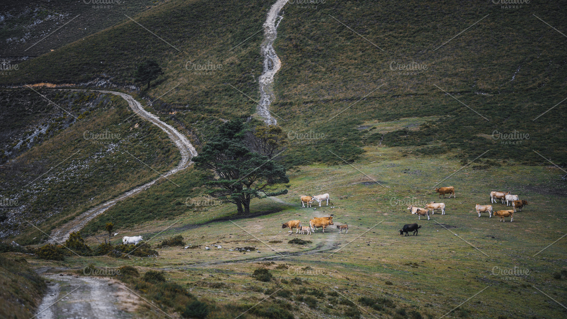 Low-key telephoto cattle hillside, an Animal Photo by SkyNext
