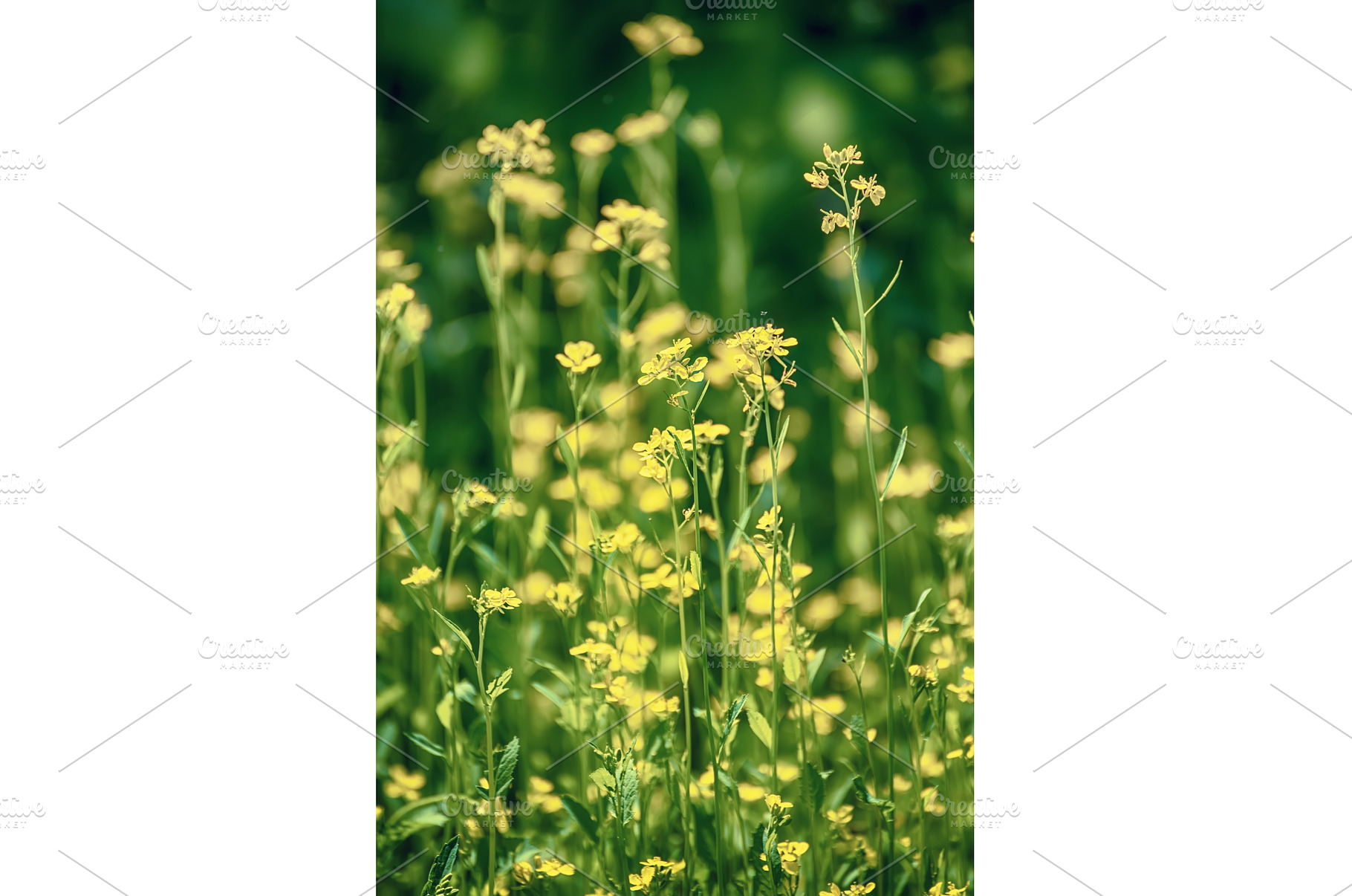 Rapeseed spring flowers, a Nature Photo by Nature and travel