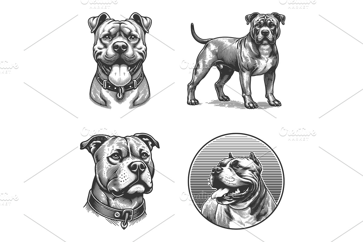 Pit Bull Dog engraving set vector, an Animal Illustration by AlexArt