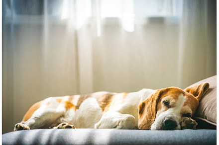A Beagle dog sleeps on a couch by a