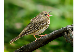 Tree pipit or Anthus trivialis song, an Animal Photo by Fascinadora