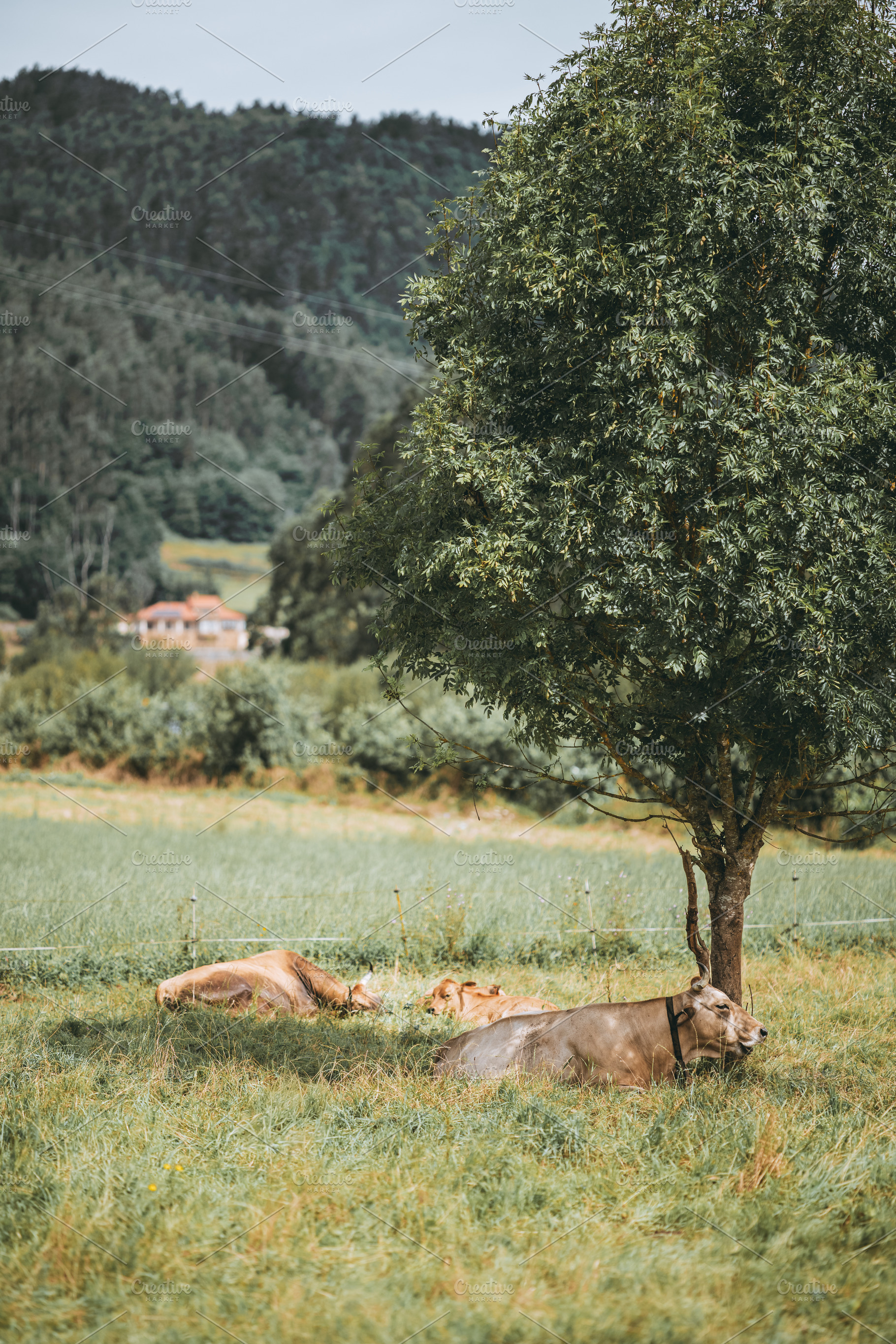 Cows resting under tree, an Animal Photo by SkyNext