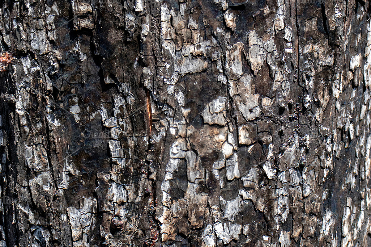 A close-up image of a texture tree, a Background Photo by Schreibikus (Photo 5 of 10)