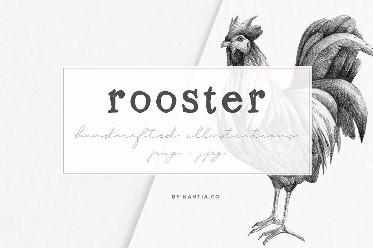Hand drawn Rooster Illustration, an Animal Illustration by Greek fonts by nantia.co (Photo 1 of 5)