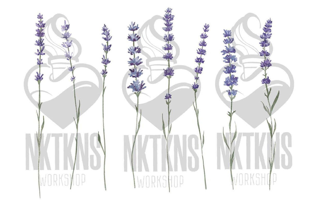 Lavender watercolor flower clipart., a Decorative Illustration by NKTKNS (Photo 3 of 7)