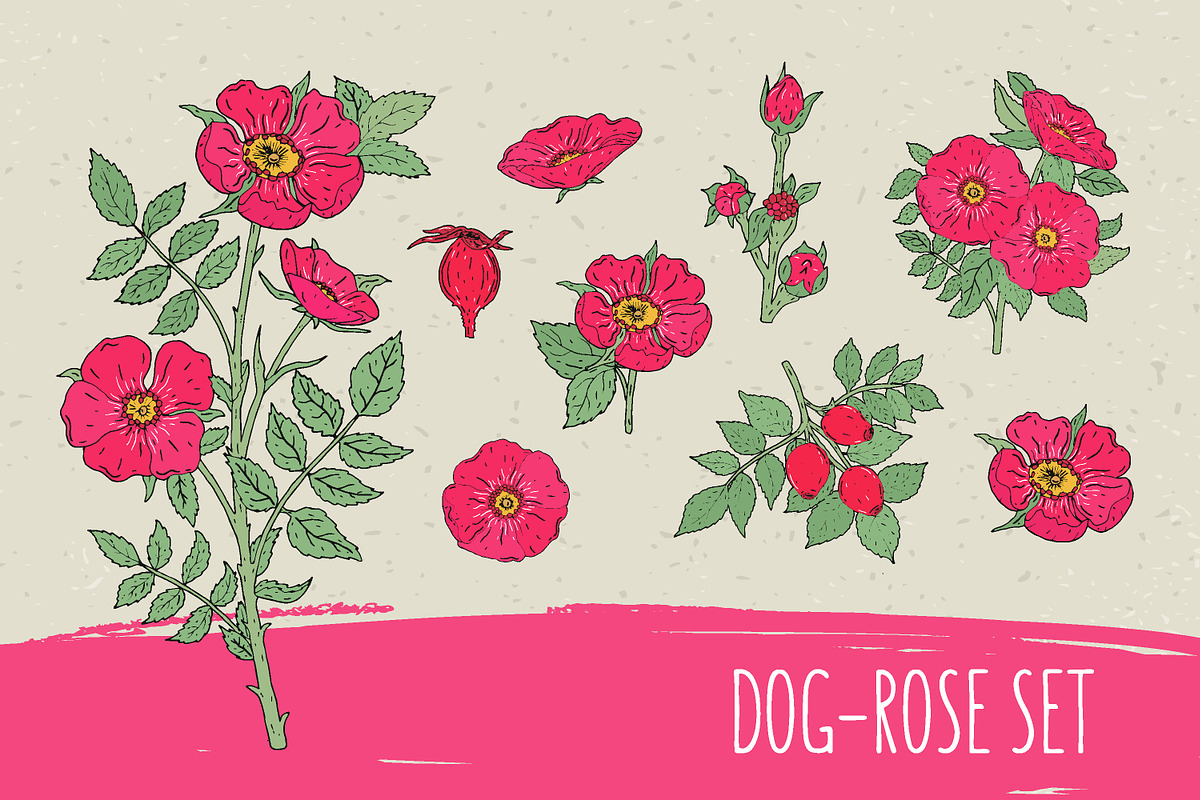 Dog-roses set and seamless pattern, a Decorative Illustration by Good Studio (Photo 1 of 9)