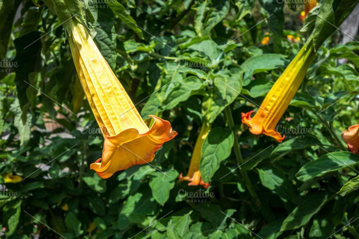 Vibrant yellow and orange brugmansia flowers hanging amidst lush, a Nature Photo by GoodGoods (Photo 1 of 4)
