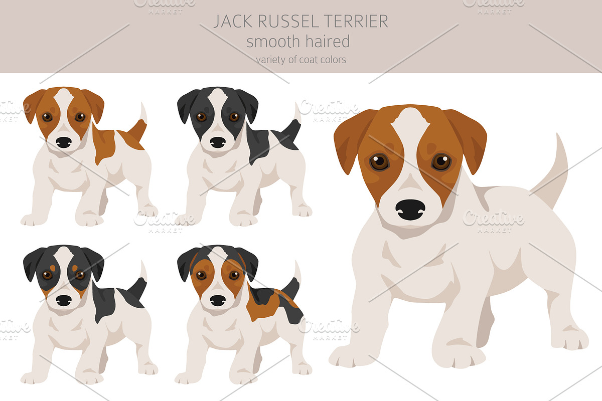 Jack Russel Terrier smooth-haired, an Animal Illustration by pet design shop (Photo 4 of 6)