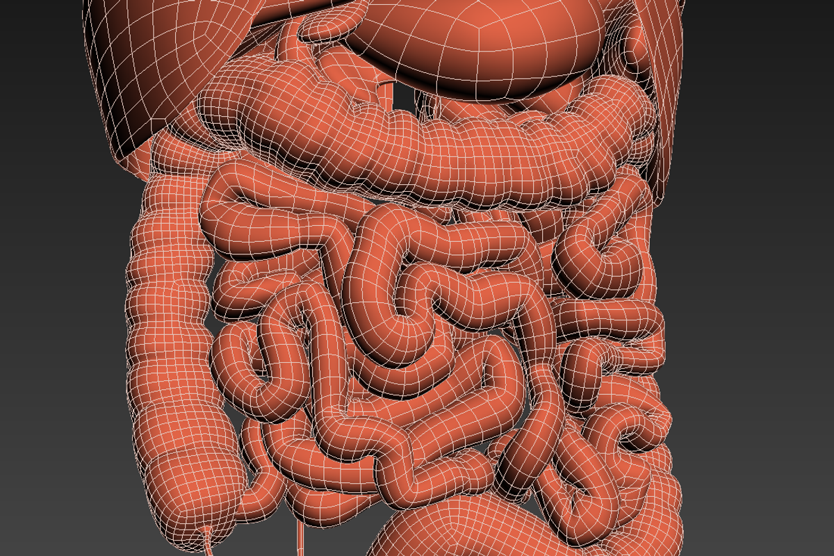 Human internal organs, a Characters & Person 3D Model by konstantin.ermolaev (Photo 42 of 46)