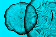 Black tree rings collection, a Decorative Illustration by Handmadefont (Thumbnail 9 of 10)