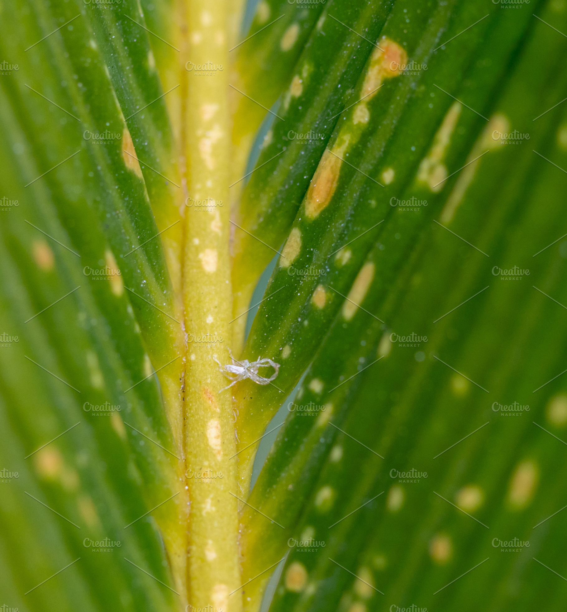 White mealybug crawling on cycad leaf showing fungal infection symptoms, a Photo by Antonio Gravante Market
