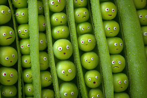 Peas joyfully popping out of pods in a vibrant garden setting during summer, a Photo by AlyaAnd