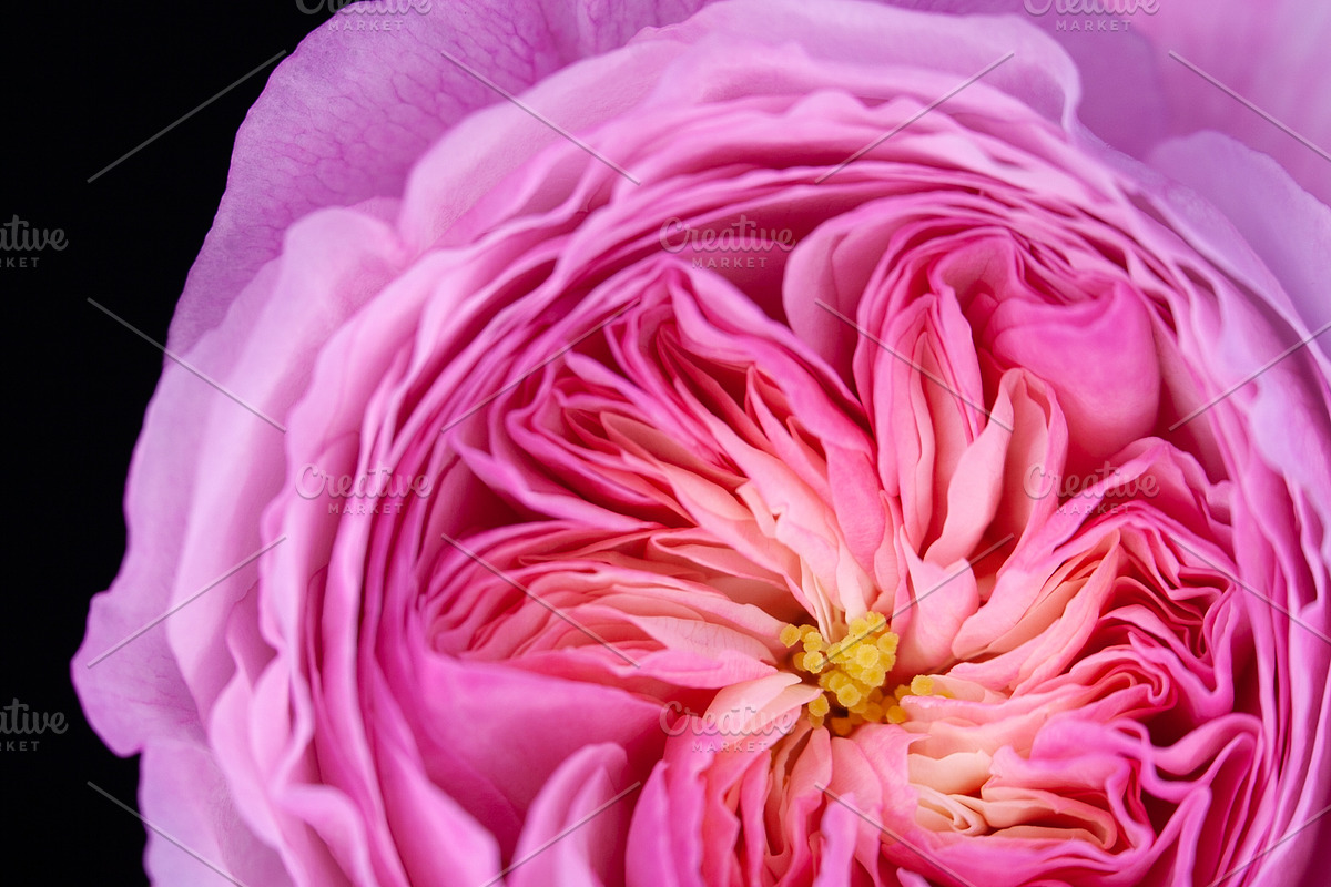 My Constance Rose III, a Nature Photo by M.Pellot Photography (Photo 1 of 2)