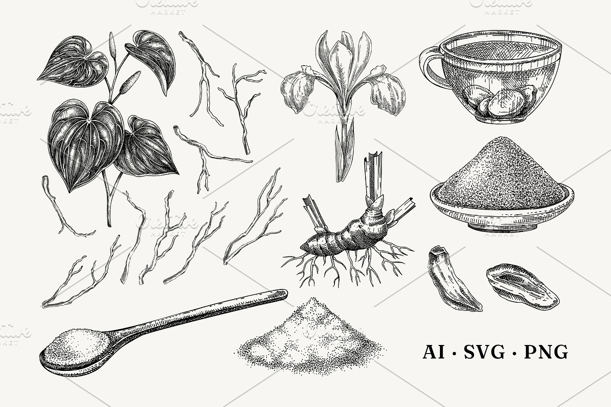 Medicinal Roots Illustrations Set, a Healthcare Illustration by Yevheniia (Photo 6 of 12)
