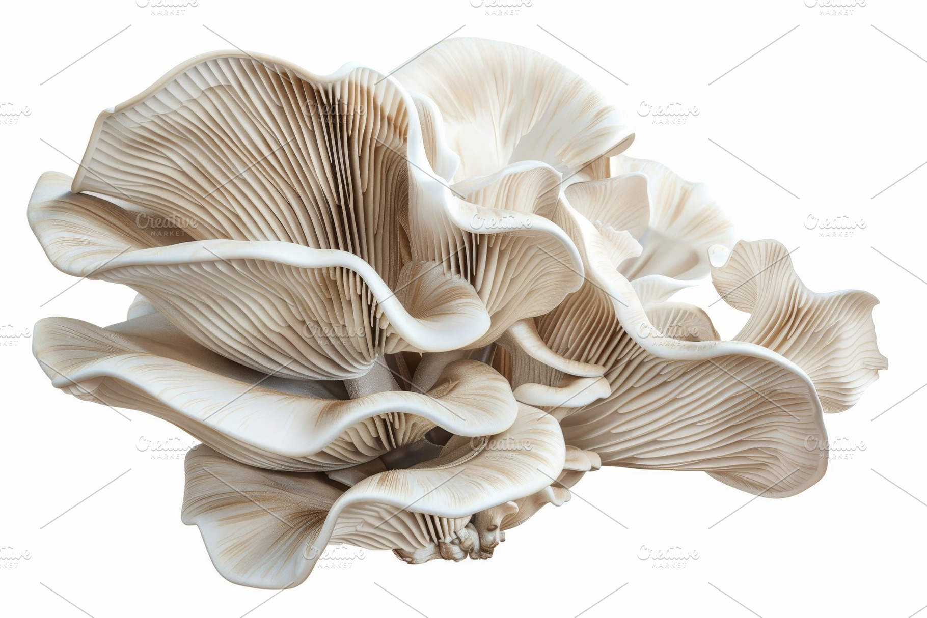 Delicate oyster mushrooms with soft,, a Photo by Tanuart