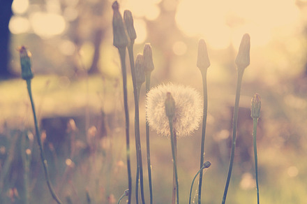 Nature background containing flower, dandelion, and nature preview 6