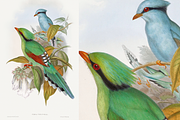 300+ The Birds of Australia, an Animal Illustration by Digital Museum (Thumbnail 2 of 15)