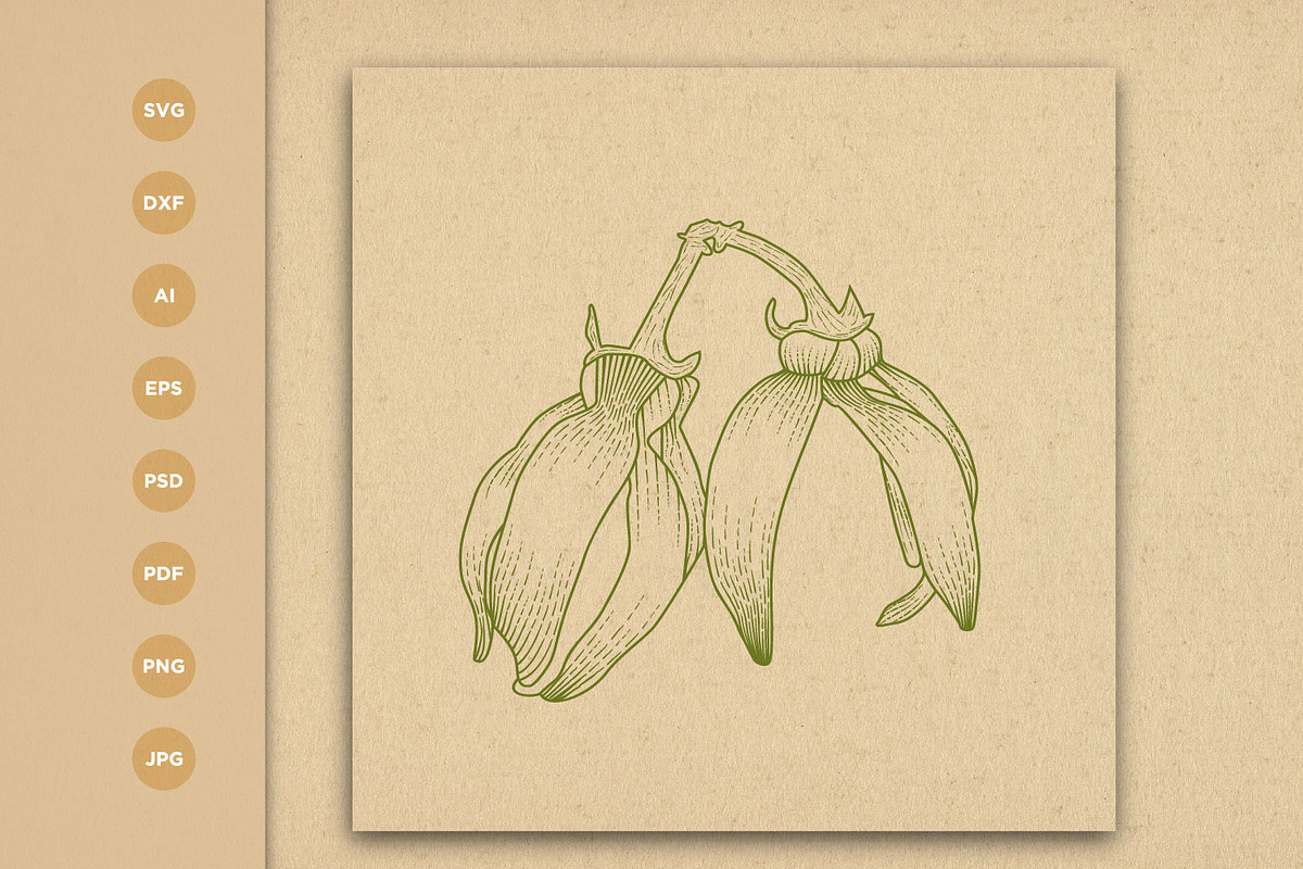 Ylang Ylang flower engraving style, a Healthcare Illustration by vectorartificer (Photo 5 of 5)