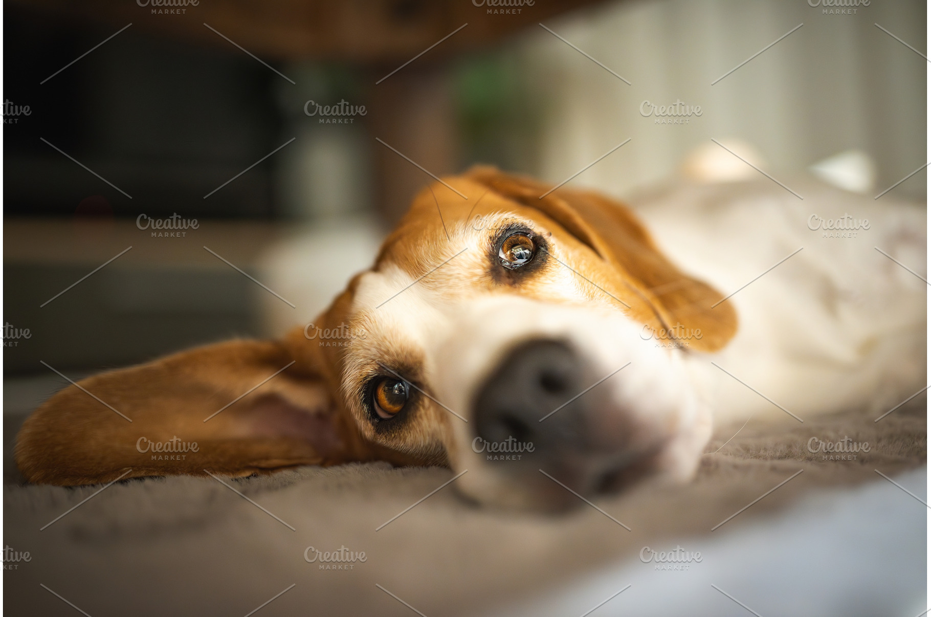 Cute Beagle sleeping on floor under, an Animal Photo by MadPhotos