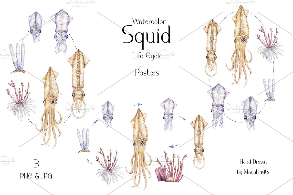 Watercolor Squid Life Cycle Set, an Education Illustration by MayaNavits (Photo 3 of 8)