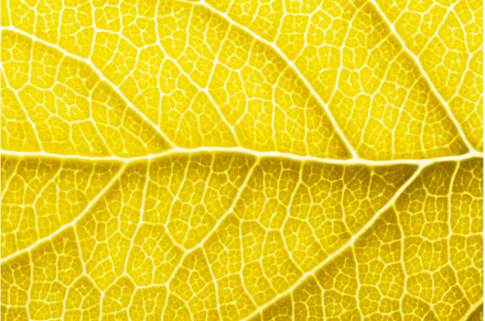 Yellow leaf macro backgroud texture