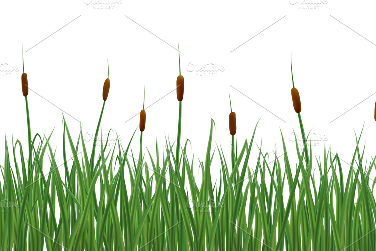 Realistic reeds and rushes on white., a Graphic by Ederella