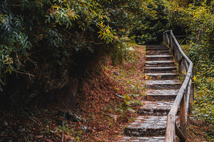 Stone stairs in forest path, an Architecture Photo by SkyNext