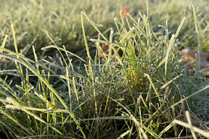 Frost-covered grass in a field during early morning light, a Nature Photo by Textures & Backgrounds