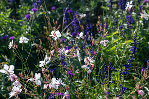 Delicate white and pink bee blossom flowers mixed with purple sa, a Nature Photo by Imaginarium