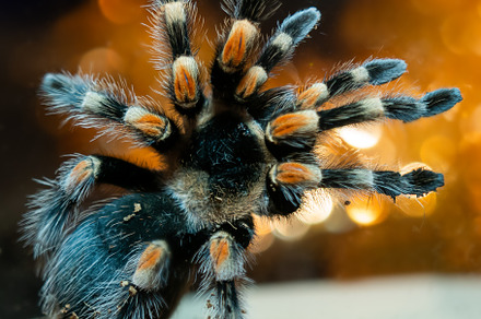 Tarantula spider dangerous insect featuring tarantula, spider, and close up