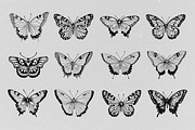 Hand Drawn Butterfly Vector, an Animal Illustration by Alternate Studio (Thumbnail 3 of 5)