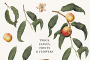 Vintage Peach Botanical Graphics #02, an Object Illustration by Olga Begak Art & Design (Thumbnail 2 of 8)